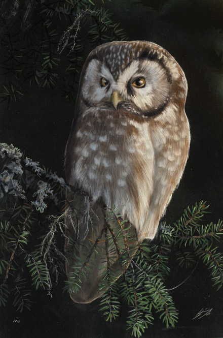 Helmipöllö Tengmalm's owl Aegolius funereus