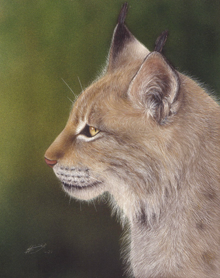 Ilves Lynx Lynx lynx