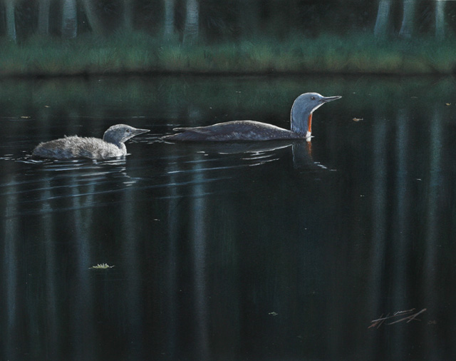 Kaakkuri Red-throated Diver Gavia stellata