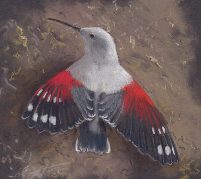 Kalliokiipij� Wallcreeper Tichodroma muraria