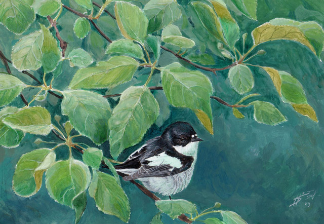 Kirjosieppo Pied Flycatcher Ficedola hypoleuca