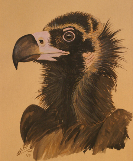 Munkkikorppikotka Black Vulture Aegypius monachus