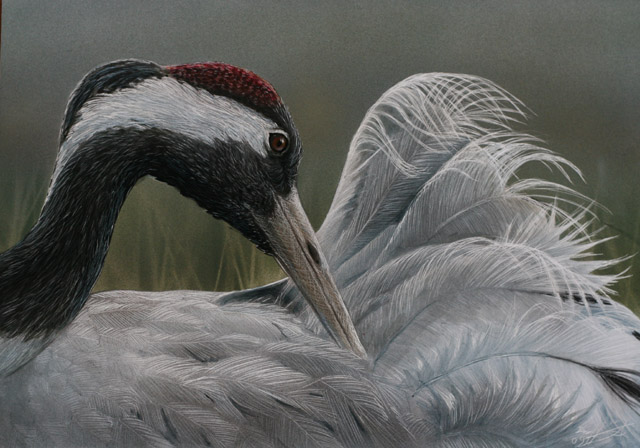 Kurki Common Grane Grus grus