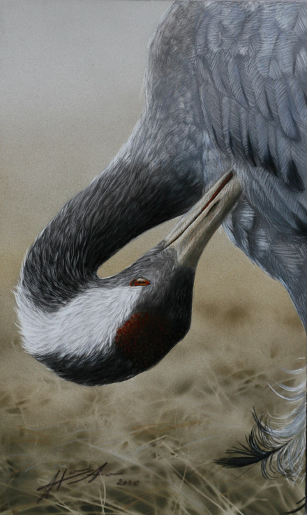 Kurki Common Grane Grus grus
