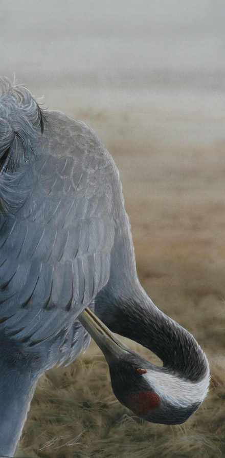Kurki Common Grane Grus grus