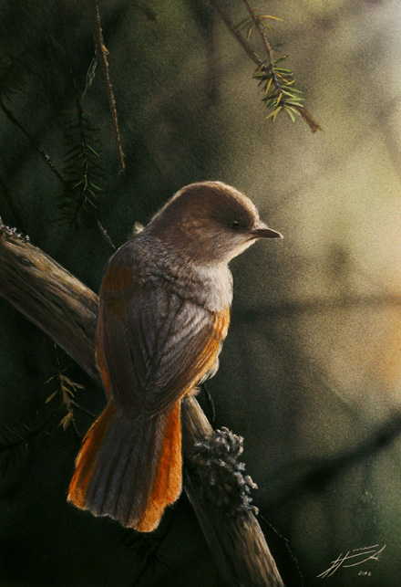 Kuukkeli Siberian Jay Perisoreus infaustus