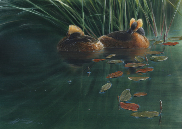 Mustakurkku-uikku Podiceps auritus Horned Grebe