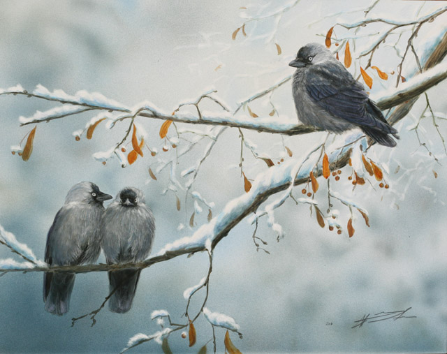 Naakka Corvus monedula Jackdaw