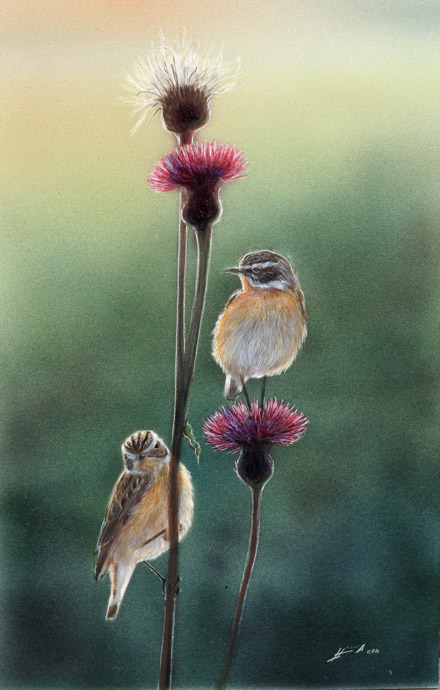 Pensastasku Saxicola rubetra Whinchat