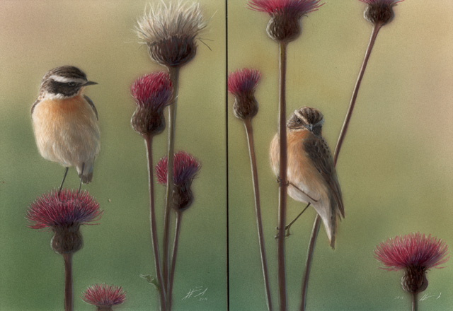 Pensastasku Saxicola rubetra Whinchat