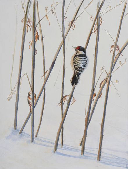 Pikkutikka Dendrocopos minor Lesser Spotted Woodpecker 