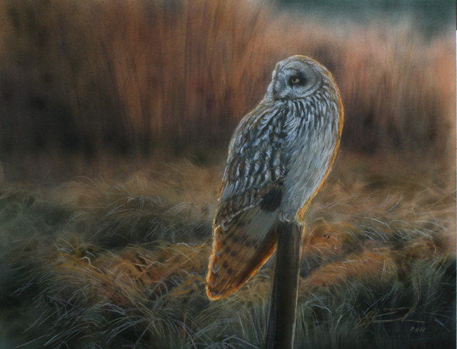Suop�ll� Asio flammeus Short-eared Owl