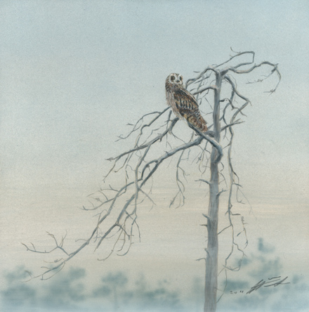 Suop�ll� Asio flammeus Short-eared Owl