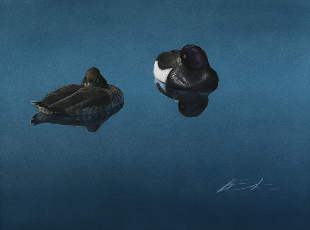 Tukkasotka Tuffted Duck Authya fuligula