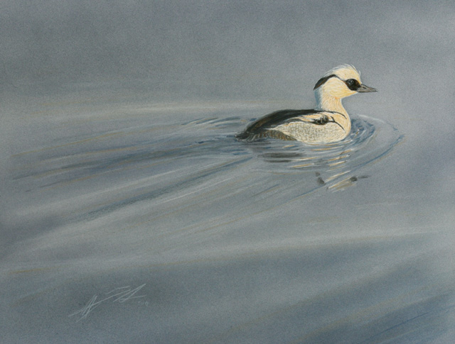 Uivelo Mergellus albellus Smew