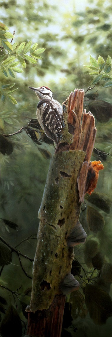 Valkoselkätikka Dendrocopos leucotos White-backed woodpecker