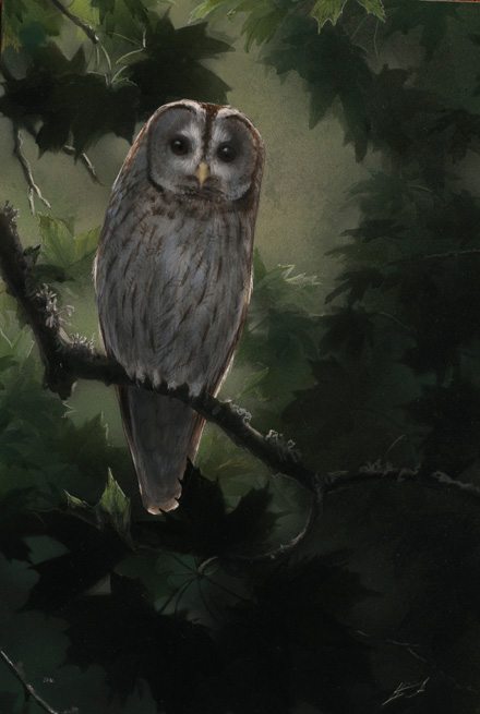 lehtopöllö, Tawny Owl, Strix aluco