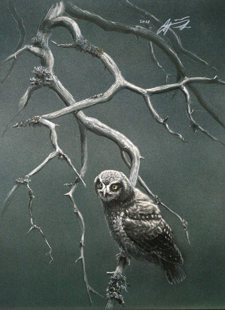 Hiiripöllö Northern Hawk Owl Surnia ulula