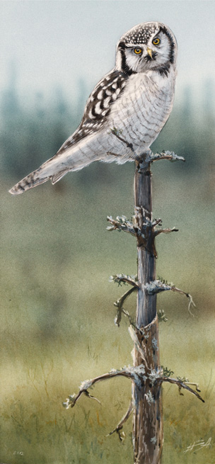 Hiiripll Northern hawk-owl Surnia ulula