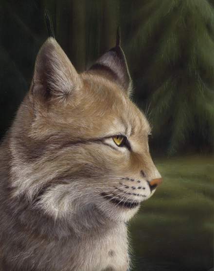Ilves Lynx Lynx lynx