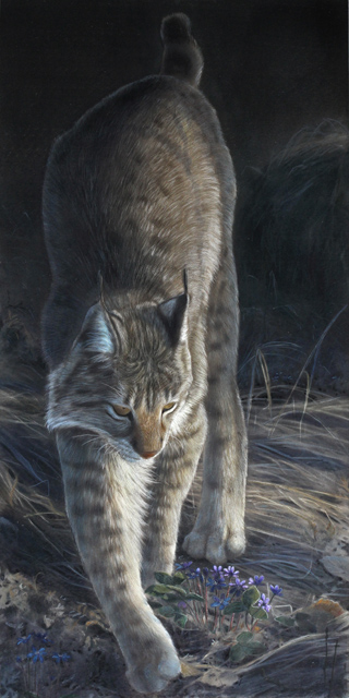 Ilves, Lynx, Lynx lynx