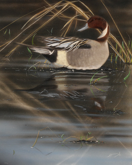 Jouhisorsa Anas acuta Pintail