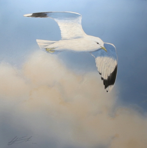 Kalalokki Larus canutus Common cull