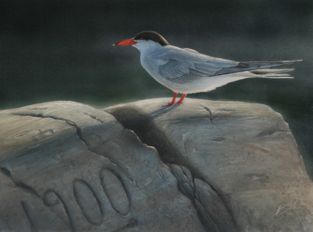 Kalatiira Common Tern Sterna hirundo