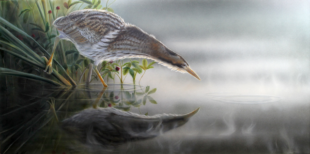 Kaulushaikara Great bittern Botaurus stellaris