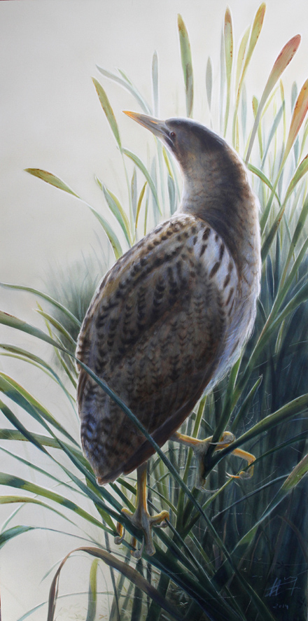 Kaulushaikara Botaurus stellaris Bittern