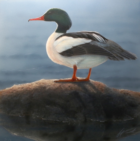 Isokoskelo Mergus merganser Goosander