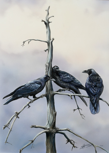 Korppi Common raven Corvus corax