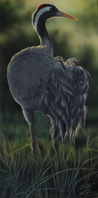 Kurki Common crane grus grus