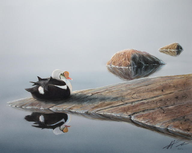 Kyhmyhaahka Somateria spectabilis King eider