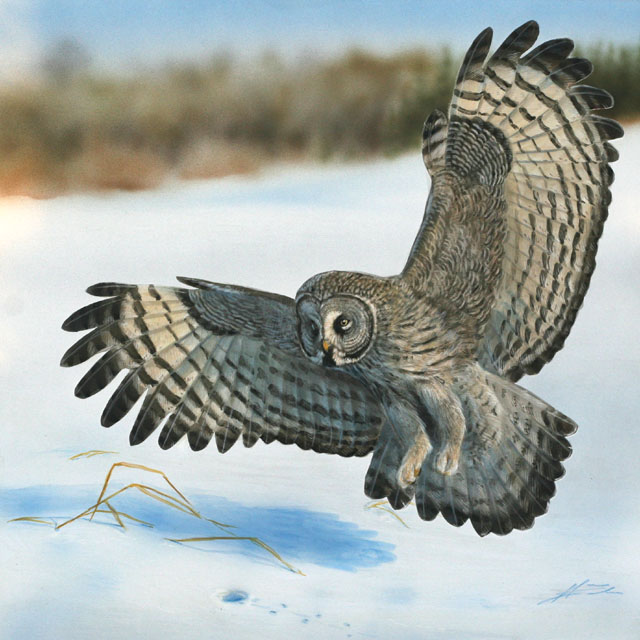 Lapinpöllö Strix nebulosa Great grey owl
