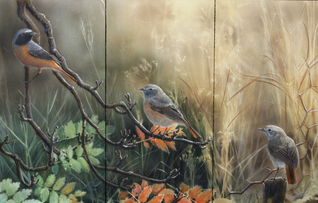 Leppälintu Phoenicurus phoenicurus Common Redstart