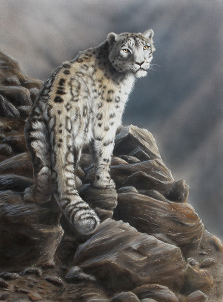 Lumileopardi Snow leopard