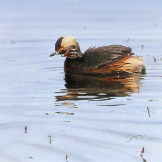 Mustakurkku-uikku Podiceps auritus Slavonian crebe