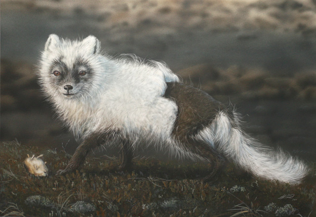 Naali Arctic fox Vulpes lagopus