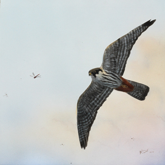 Nuolihaukka Falco subbuteo Hobby