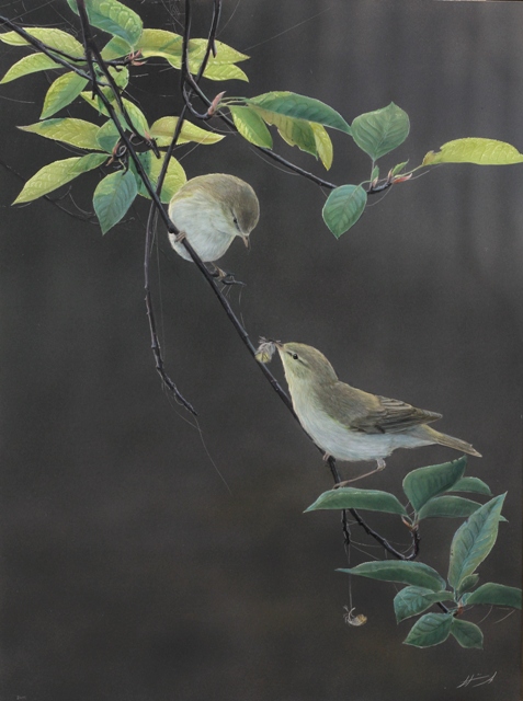 Pajulinnut Phylloscopus trochilus Willow warbler