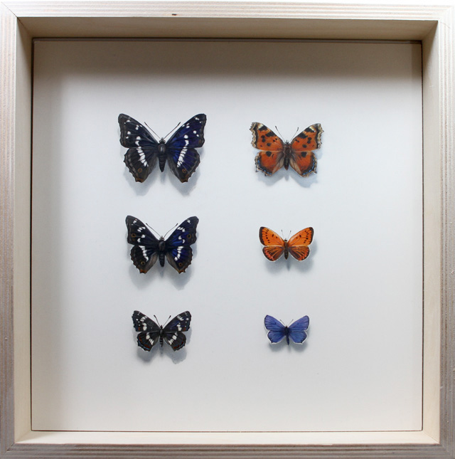 Perhoskokoelma Butterfly collection