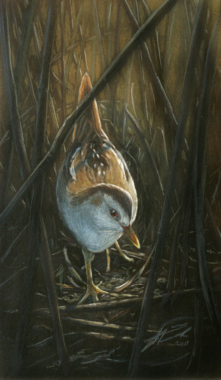 Pikkuhuitti Porzana parva Little Crake