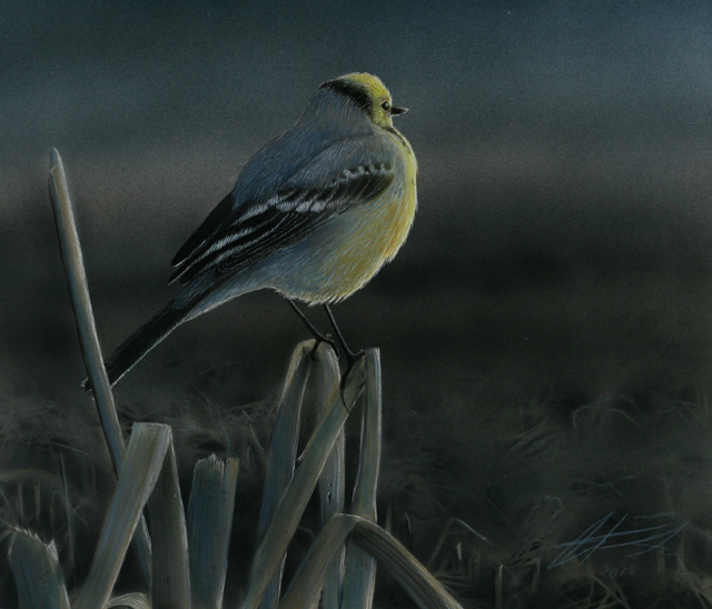 Sitruunavstrkki Citrine Wagtail Motacilla citreola 