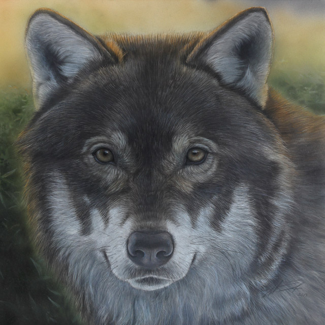 Susi Wolf Vulpes vulpes