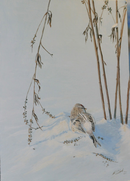 Tundraurpiainen Arctic Redpoll Carduelis hornemanni