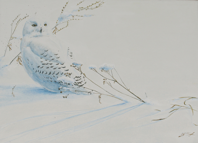 Tunturipöllö Snowy Owl Bubo scandiacus