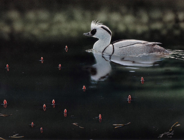 Uivelo Smew Mergus albellus