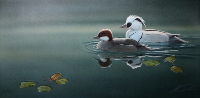 Uivelo Mergus albellus Smew