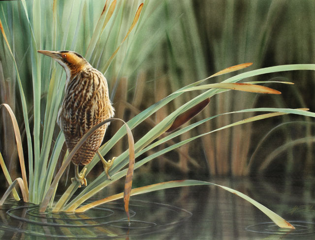 Kaulushaikara Great bittern Botaurus stellaris